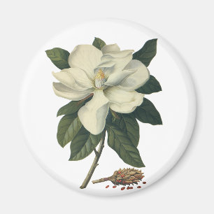 Aimant Fleurs de fleurs vintages de Magnolia Blanche en f