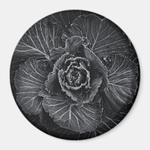 Fleurs De jardin En Noir Et Blanc No 108