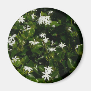 Aimant Fleurs de jasmin Botanique tropicale florale
