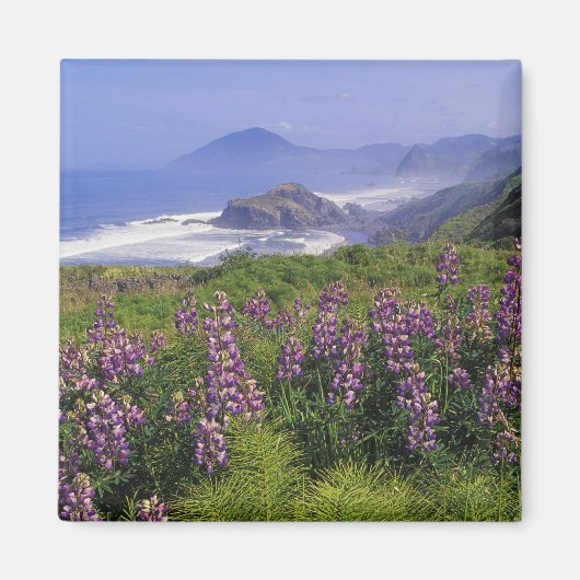 Aimant Fleurs de lupin et littoral accidenté le long (Devant)