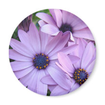 Fleurs de marguerites 1 cartes cadeaux de fête des