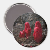 Aimant Fleurs de neige (Recto/Verso)