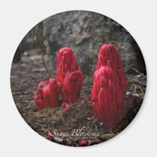 Aimant Fleurs de neige