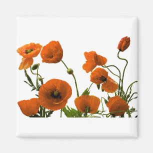 Aimant Fleurs de pavot orange aquarelle motifs floraux