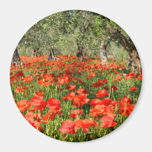 Aimant Fleurs de pavot rouge sous les vieux oliviers