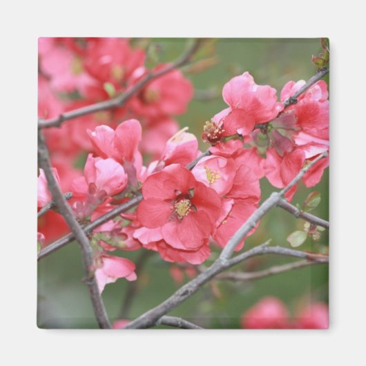 Aimant Fleurs de pomme de crabe (Devant)