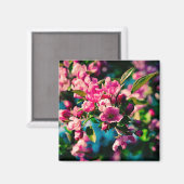 Aimant Fleurs de pomme de crabe rose (Recto/Verso)