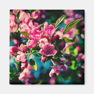 Aimant Fleurs de pomme de crabe rose