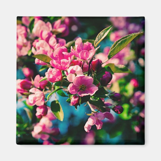Aimant Fleurs de pomme de crabe rose (Devant)