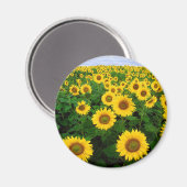 Aimant Fleurs de soleil (Recto/Verso)