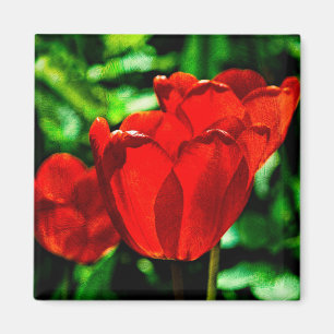 Aimant Fleurs de tulipes rouges