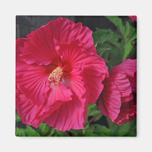 Aimant Fleurs d'hibiscus roses (Devant)