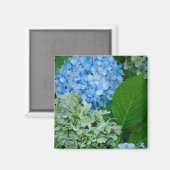 Aimant Fleurs d'Hydrangée (Recto/Verso)