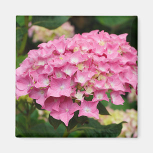Aimant Fleurs d'hydrangée rose