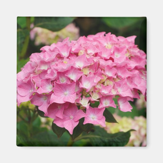 Aimant Fleurs d'hydrangée rose (Devant)