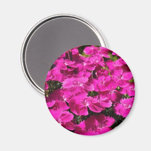 Aimant Fleurs Dianthus Roses (Recto/Verso)