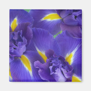 Aimant Fleurs d'iris