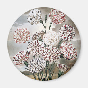 Aimant Fleurs d'œillet panachées vintage avec ciel gris