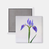 Aimant Fleurs | Fleur Iris Violet (Recto/Verso)