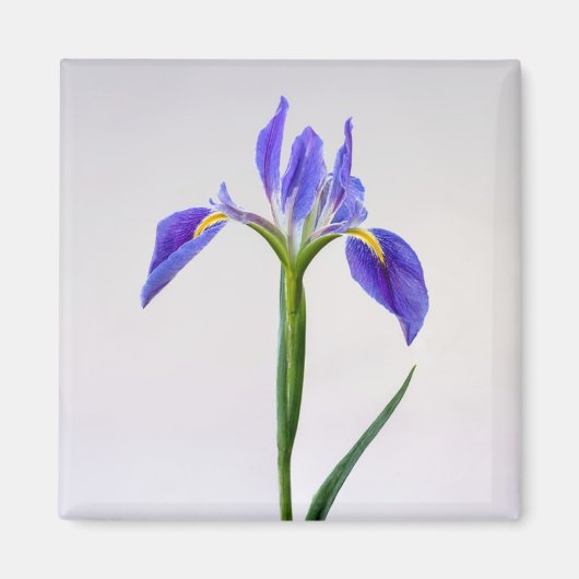 Aimant Fleurs | Fleur Iris Violet (Devant)