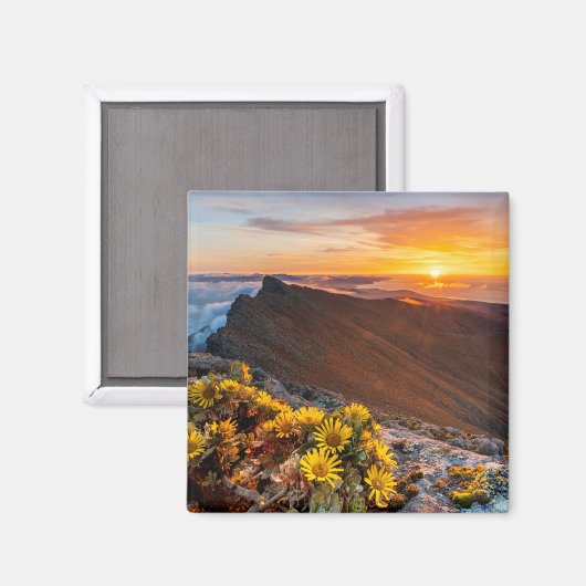 Aimant Fleurs | Îles Canaries, Espagne (Recto/Verso)