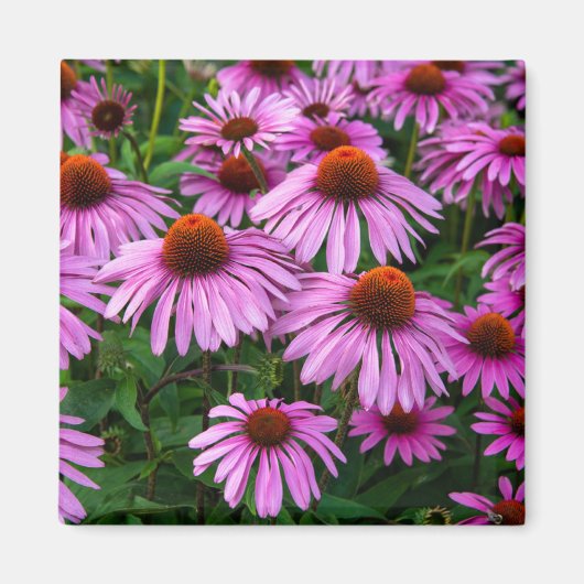 Aimant Fleurs | Jardin aux fleurs roses (Devant)
