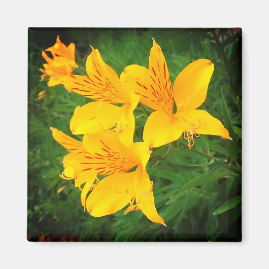 Aimant Fleurs jaunes (Devant)