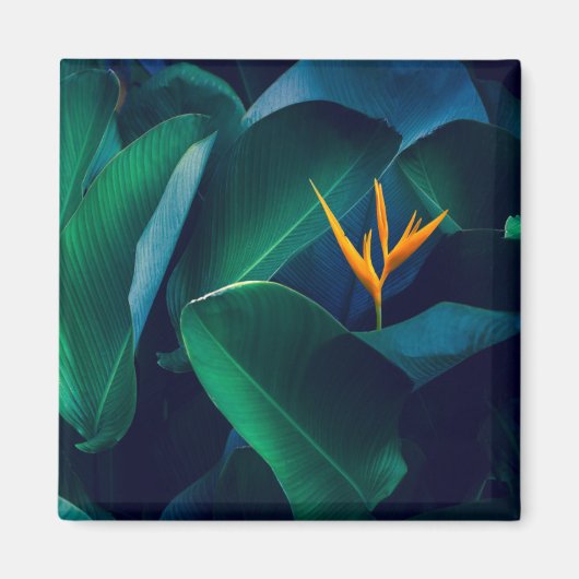 Aimant Fleurs | Oiseau du paradis (Devant)