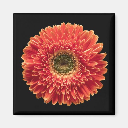 Aimant Fleurs | Orange Gerbera Daisy (Devant)