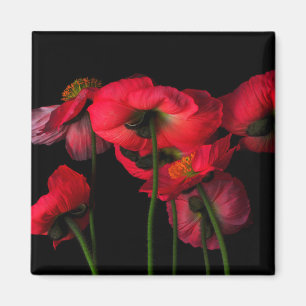 Aimant Fleurs Poppies rouges