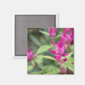 Aimant Fleurs roses Celosia Garden Nature Photographie (Recto/Verso)