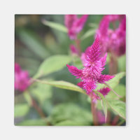 Fleurs roses Celosia Garden Nature Photographie