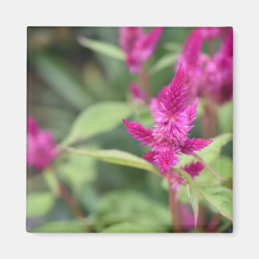 Aimant Fleurs roses Celosia Garden Nature Photographie (Devant)