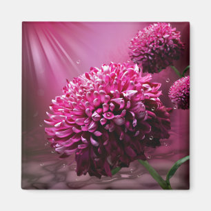 Aimant Fleurs roses Dahlia Eau gouttes de lumière du sole