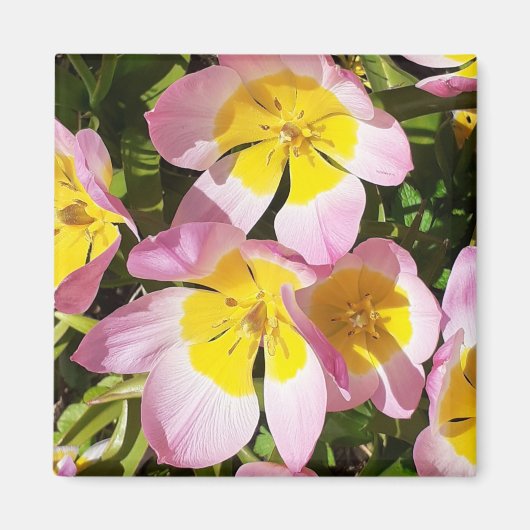 Aimant Fleurs roses et jaunes (Devant)