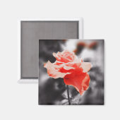 Aimant Fleurs Roses romantiques #3 (Recto/Verso)