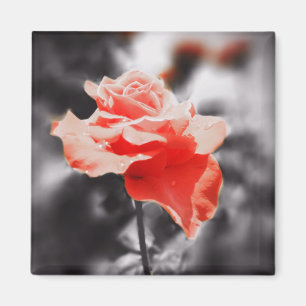 Aimant Fleurs Roses romantiques #3
