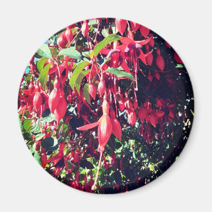Aimant Fleurs rouges