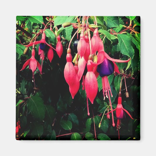 Aimant Fleurs rouges et violettes (Devant)