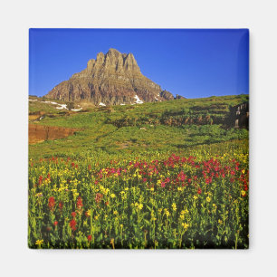 Aimant Fleurs sauvages alpines à Logan Pass dans Glacier