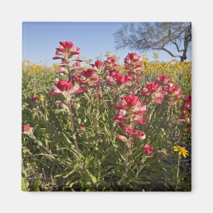 Aimant Fleurs sauvages au bord de la route au Texas, prin