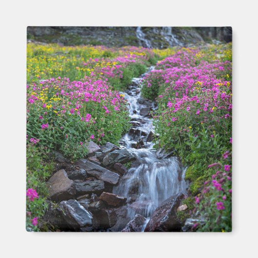 Aimant Fleurs sauvages, Montagne Clements, Montana (Devant)