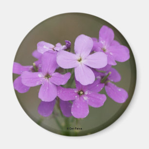 Aimant Fleurs sauvages violettes Dame Rocket F19