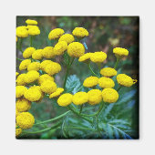 Aimant Fleurs Tansy (Devant)