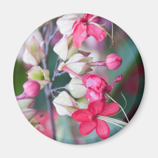 Aimant Fleurs tropicales roses et blanches rouges (Devant)