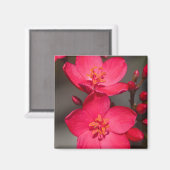 Aimant Fleurs tropicales rouges et roses de Fidji (Recto/Verso)
