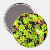 Aimant Fleurs vertes Succulentes (Recto/Verso)