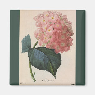 Aimant Fleurs vintages de jardin, Hortensia rose