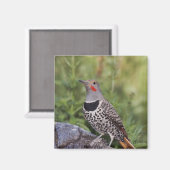 Aimant Flicker du Nord, ColMatiauratus, Red shafted (Recto/Verso)