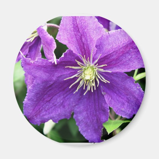 Aimant Flirté (Devant)